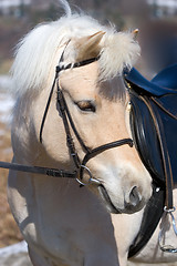 Image showing Norwegian Fjordhorse