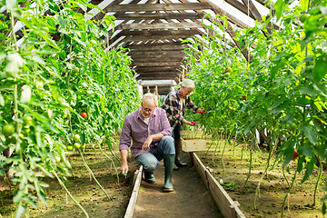 Image showing senior couple working at farm greenhouse