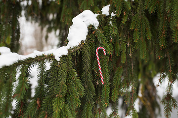 Image showing candy cane christmas toy on fir tree branch