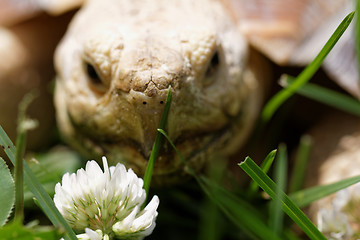 Image showing African Spurred Tortoise