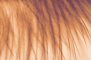 Image showing Owl feathers