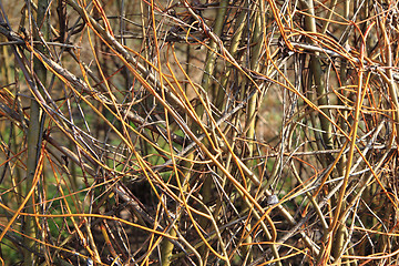 Image showing spring willow sticks