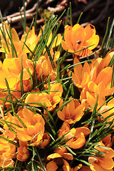 Image showing yellow crocus flowers