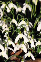 Image showing spring snowdrops flowers