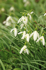 Image showing spring snowdrops flowers