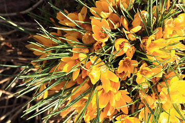 Image showing yellow crocus flowers