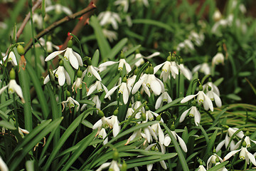 Image showing spring snowdrops flowers