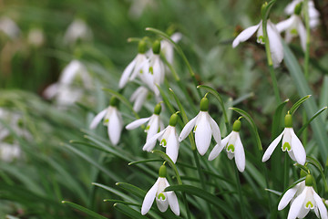 Image showing spring snowdrops flowers