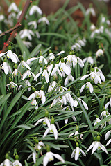 Image showing spring snowdrops flowers