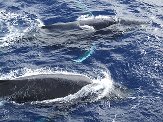 Image showing Humpback whales