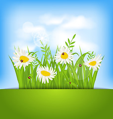 Image showing Spring nature background with camomiles, ladybugs, grass, blue s