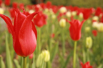 Image showing Parrot tulip
