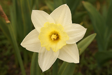 Image showing White sunlilly