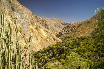 Image showing Flora in Peru
