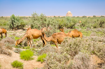 Image showing Camels in Merv