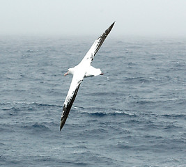 Image showing Wandering albatross