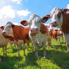 Image showing Montbeliarde cows