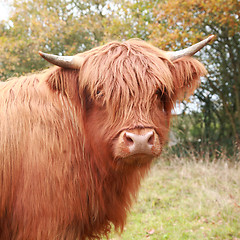 Image showing Highland cow