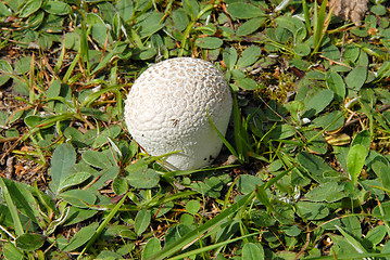 Image showing puffball