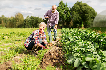 Image showing senior couple planting potatoes at garden or farm