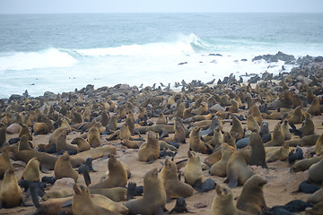 Image showing Seals at Cape Cross