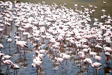 Image showing Flamingoes