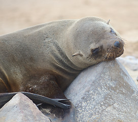 Image showing relaxing seal