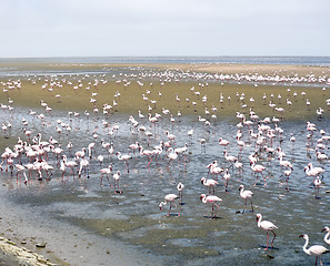 Image showing Flamingoes