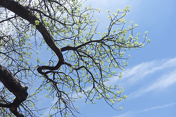 Image showing flowering baobab