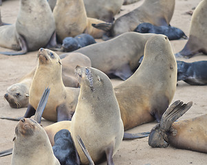 Image showing Seals at Cape Cross