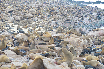 Image showing Seals at Cape Cross