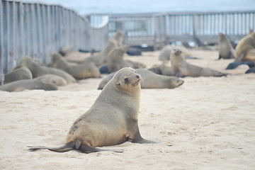 Image showing Seals at Cape Cross