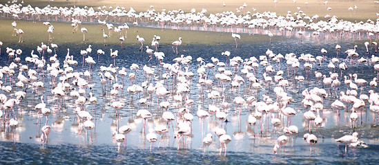 Image showing Flamingoes