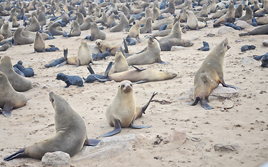 Image showing Seals at Cape Cross