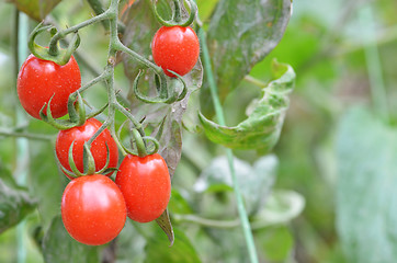 Image showing Fresh red tomatoes