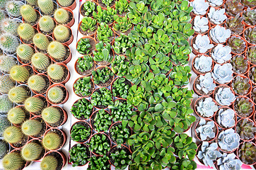 Image showing Group of small cactus in the pot