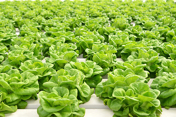 Image showing Commercial greenhouse soilless cultivation of vegetables