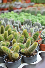 Image showing Group of small cactus in the pot