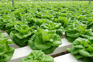 Image showing Commercial greenhouse soilless cultivation of vegetables