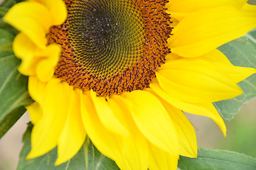 Image showing Beautiful yellow sunflower blooming