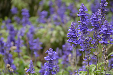 Image showing Blooming blue bugleweeds Ajuga