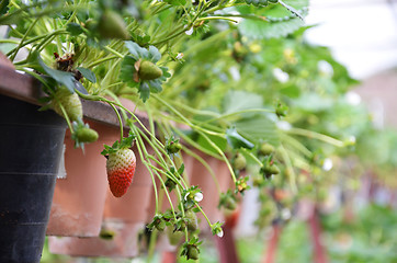 Image showing Fresh strawberries that are grown in greenhouses