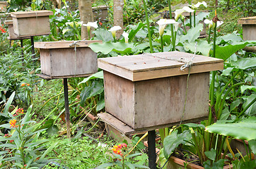 Image showing Bee farms located in Cameron Highlands