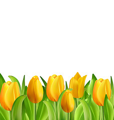 Image showing Beautiful Flowers Tulips Isolated