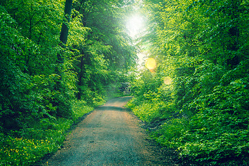 Image showing Spring in the forest