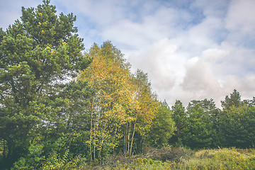 Image showing Birch trees with yellow leaves in a rural landscape