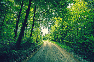 Image showing Road passing through a green forest