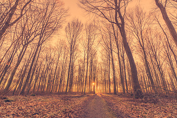 Image showing Tall tress by the road in a forest sunrise