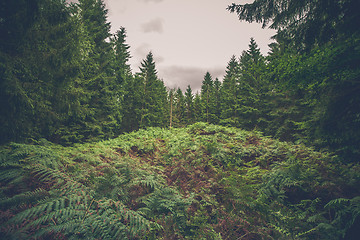Image showing Fern in a pine forest
