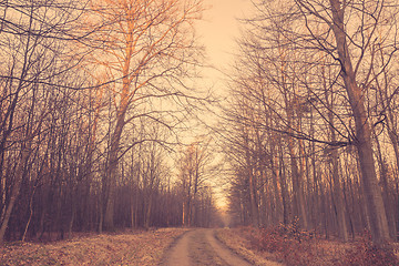 Image showing Road in the woods in autumn